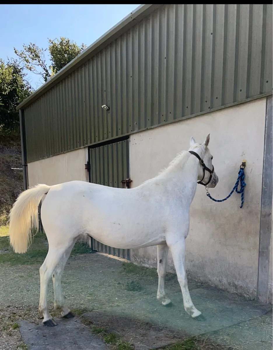 15hh Appaloosa mare - Image 1