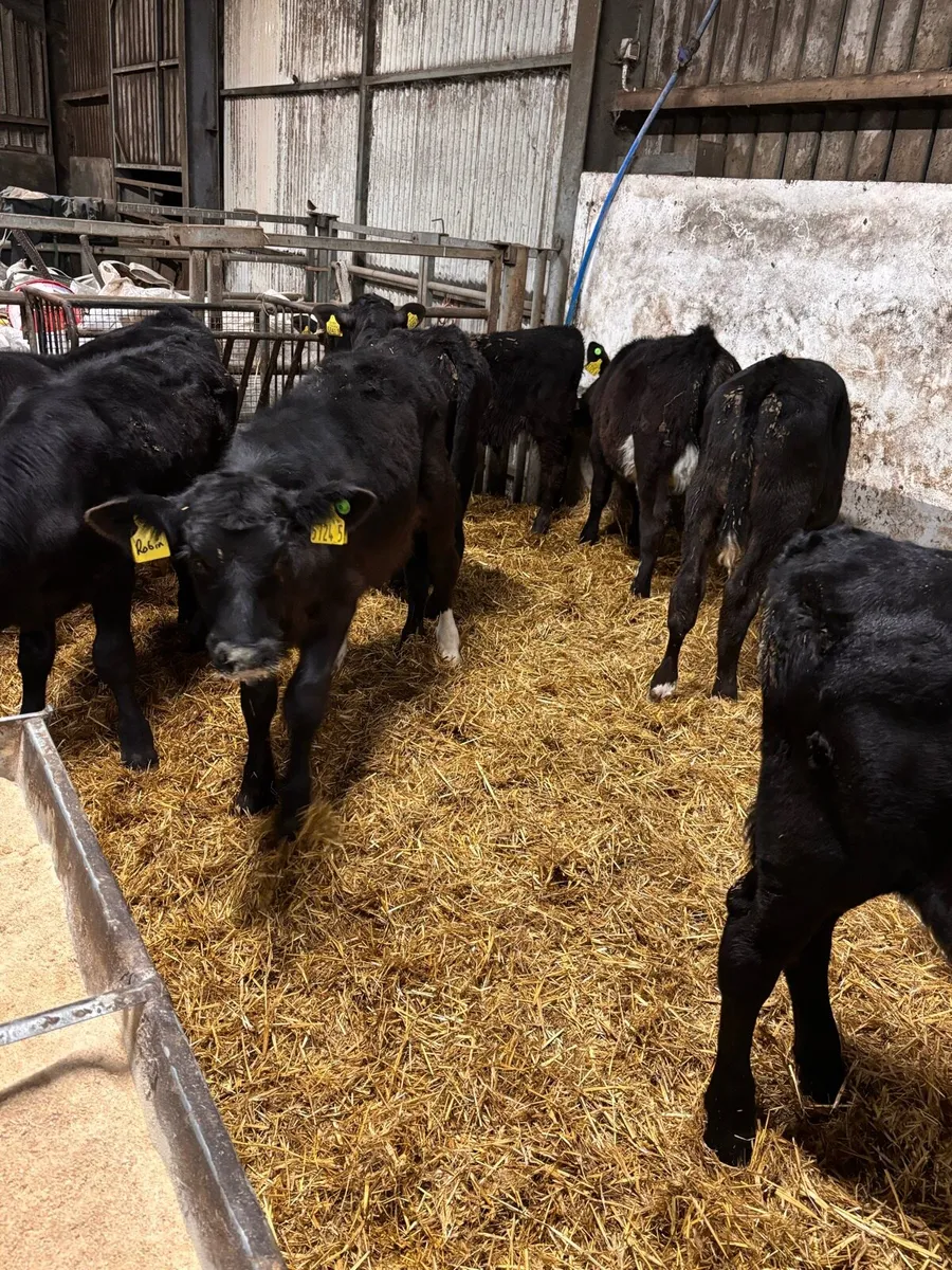 AA bull’s - Image 1