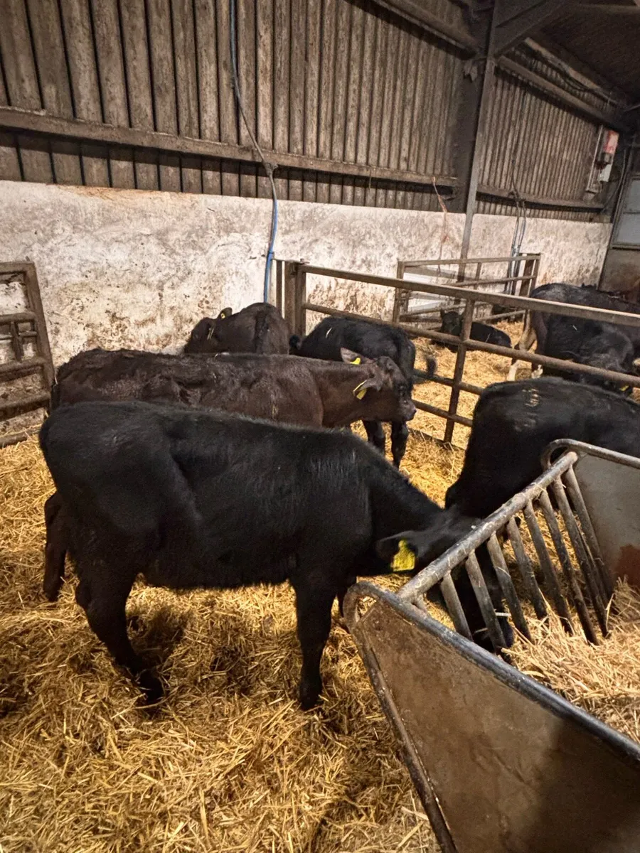 AA bull’s - Image 2