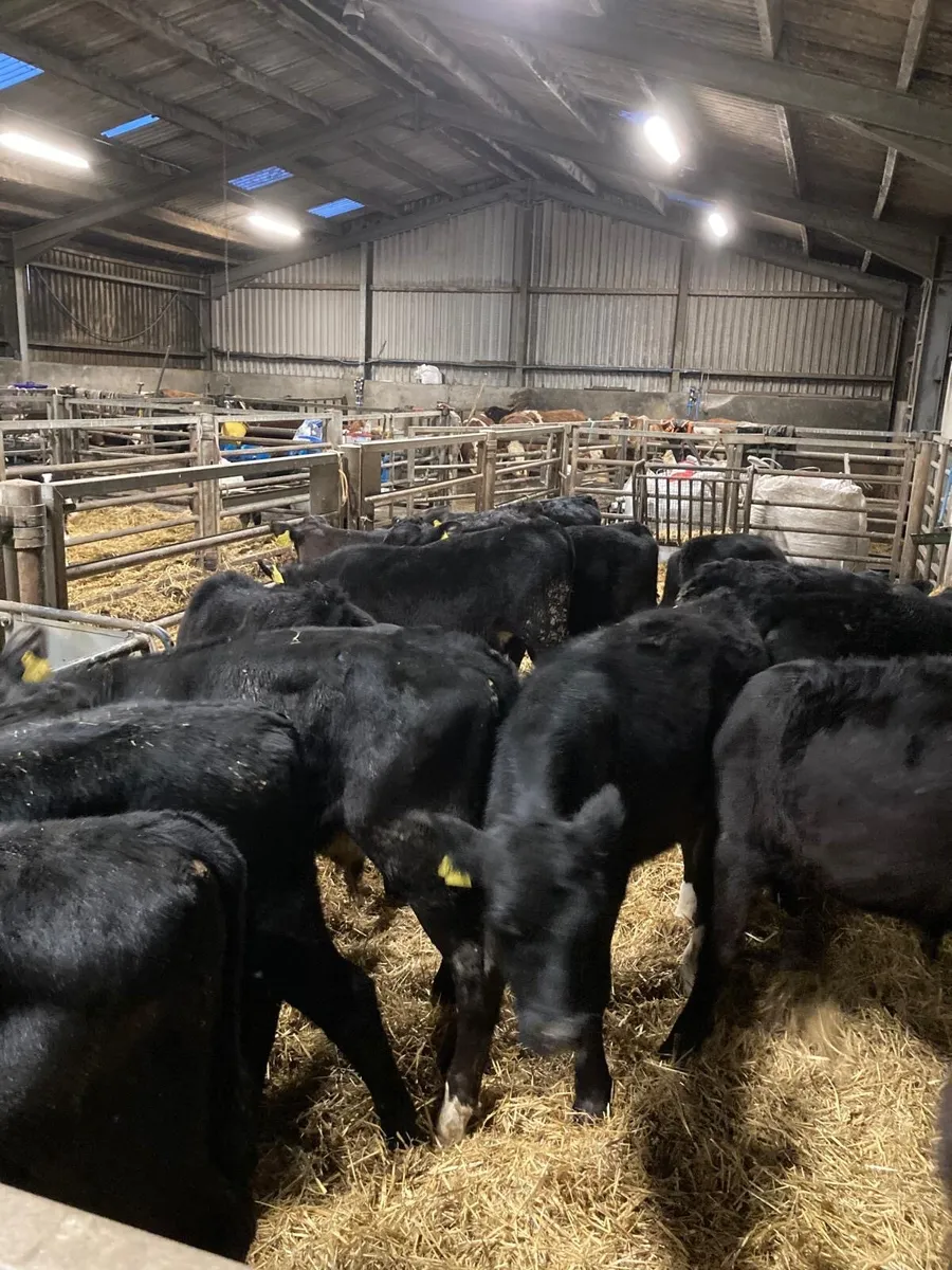 AA bull’s - Image 3