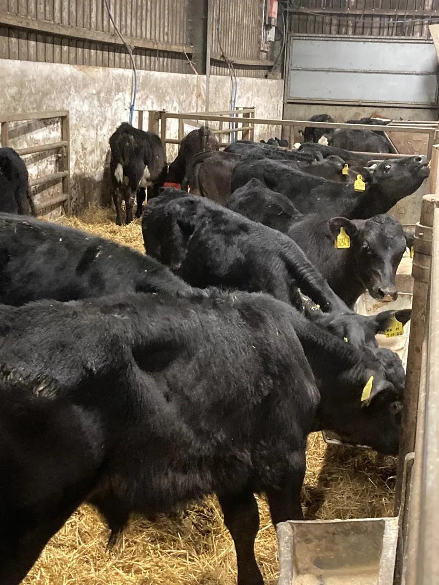 AA bull’s - Image 4