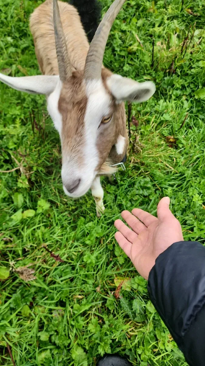 3 Togganburge Nanny Goats all pregnant - Image 1