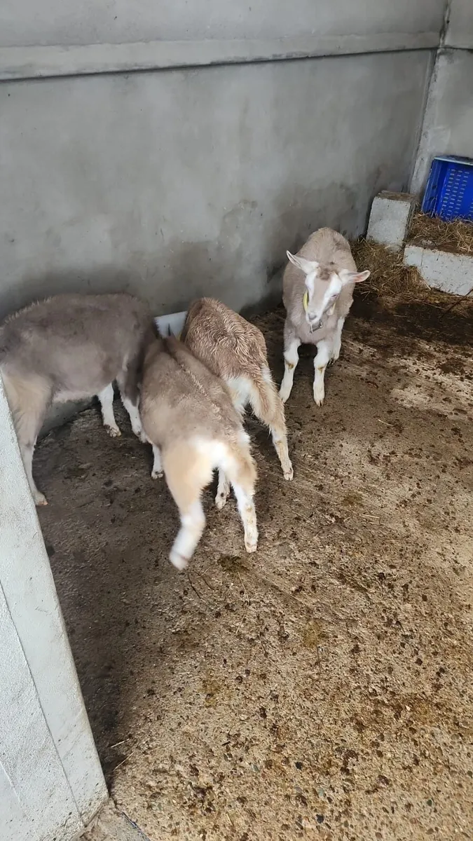 3 Togganburge Nanny Goats all pregnant - Image 2