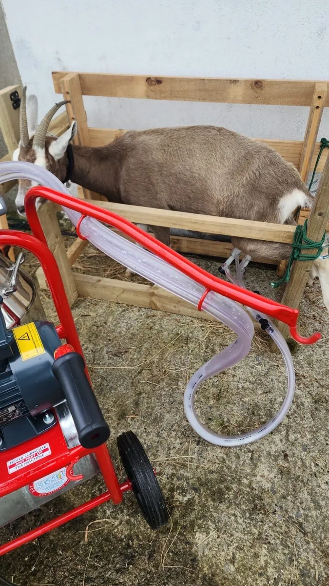 3 Togganburge Nanny Goats all pregnant - Image 3