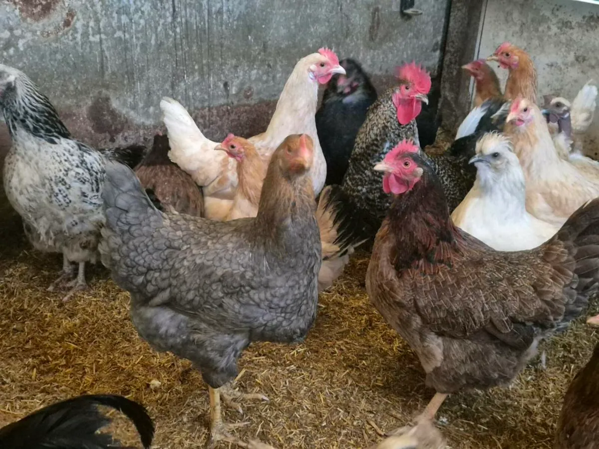 Hens & Ducks pygmy goats - Image 3