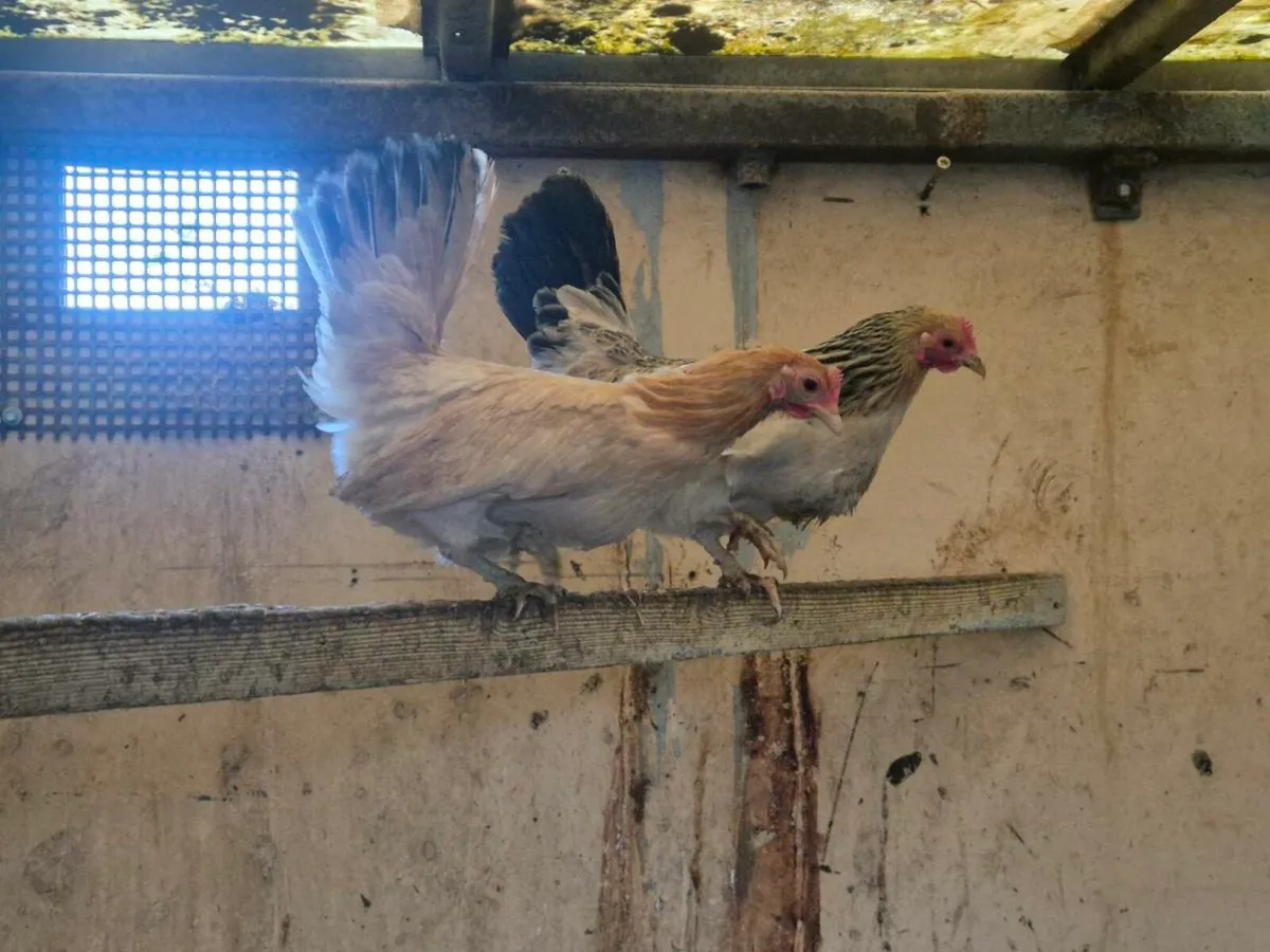 Hens & Ducks pygmy goats - Image 4
