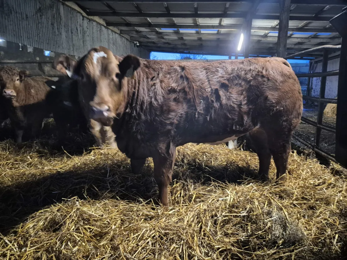 Super breeder - Image 1