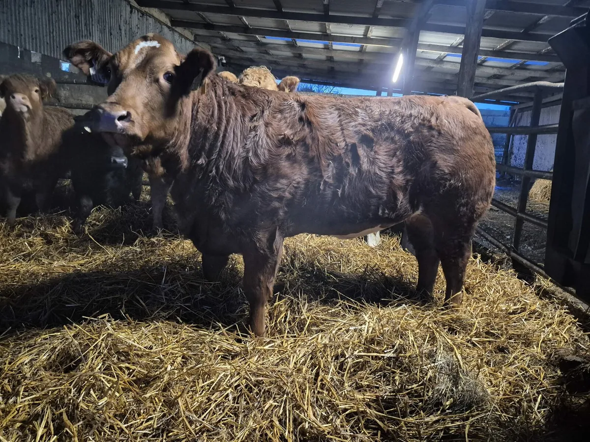 Super breeder - Image 2