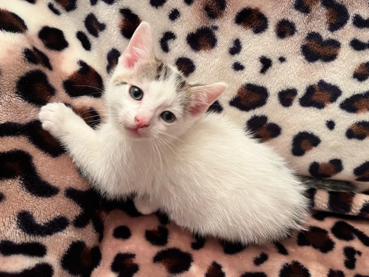 Just one male kitten left - Image 4