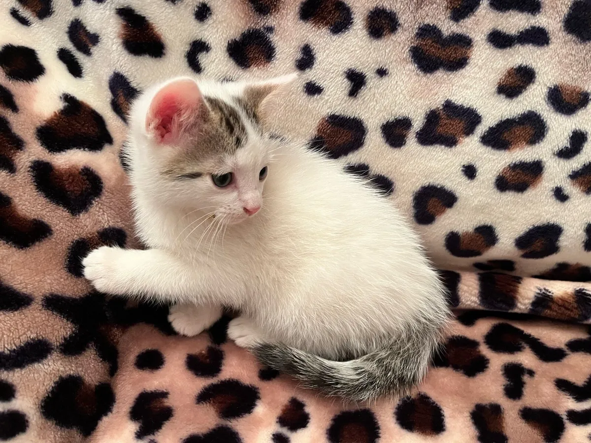 Just one male kitten left - Image 1