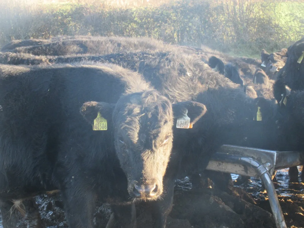 40 aberdeen angus  bullocks out wintered - Image 4