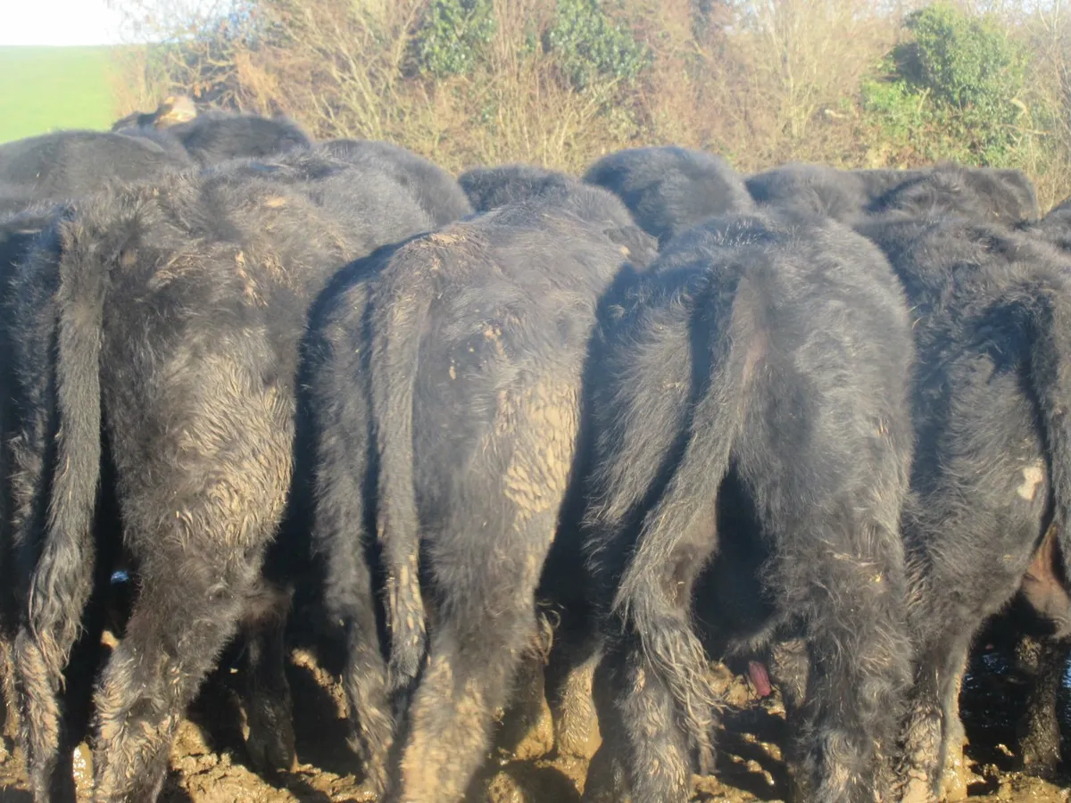 40 aberdeen angus  bullocks out wintered - Image 3