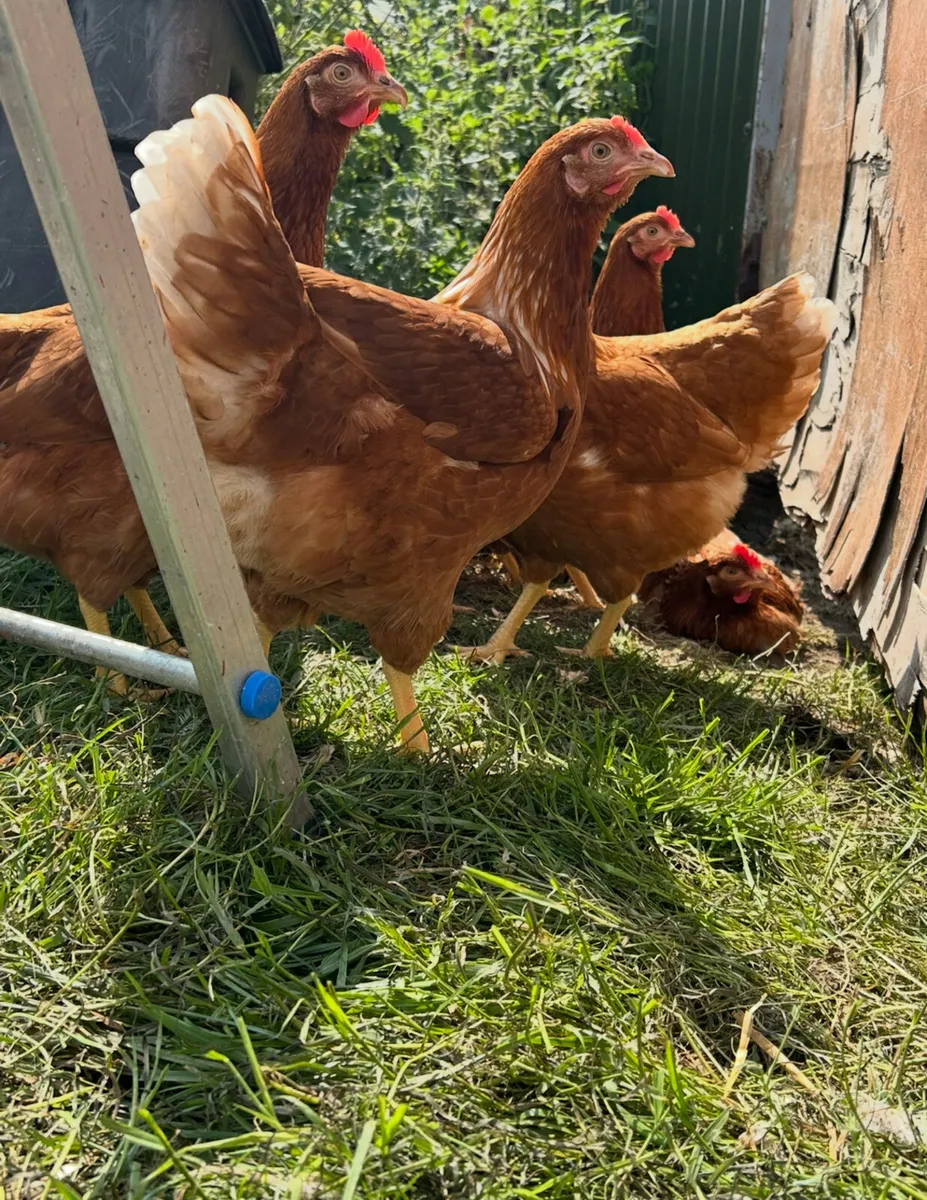 23 week old isa browns starting to lay - Image 1