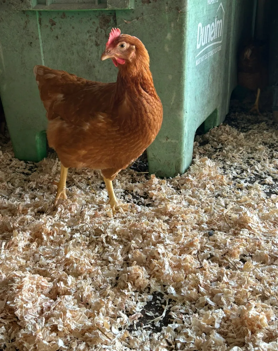 23 week old isa browns starting to lay - Image 2