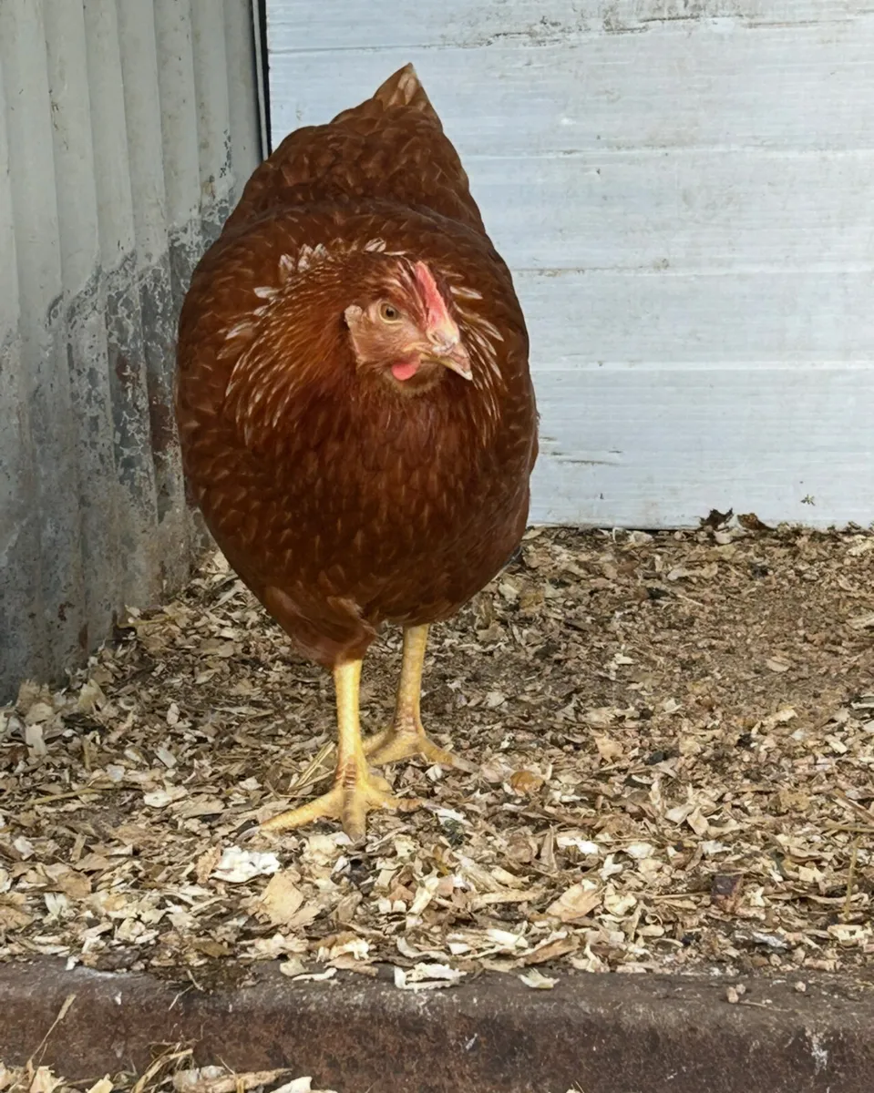 23 week old isa browns starting to lay - Image 3