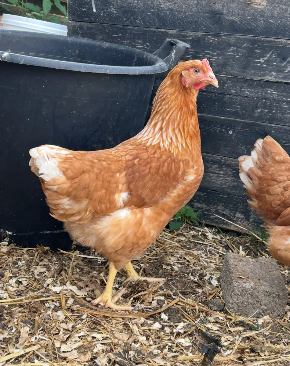 23 week old isa browns starting to lay - Image 4