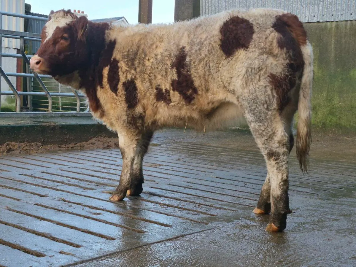 🌟 Super Coloured Heifer 🌟 - Image 1