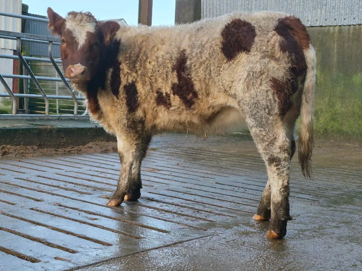 🌟 Super Coloured Heifer 🌟 - Image 2