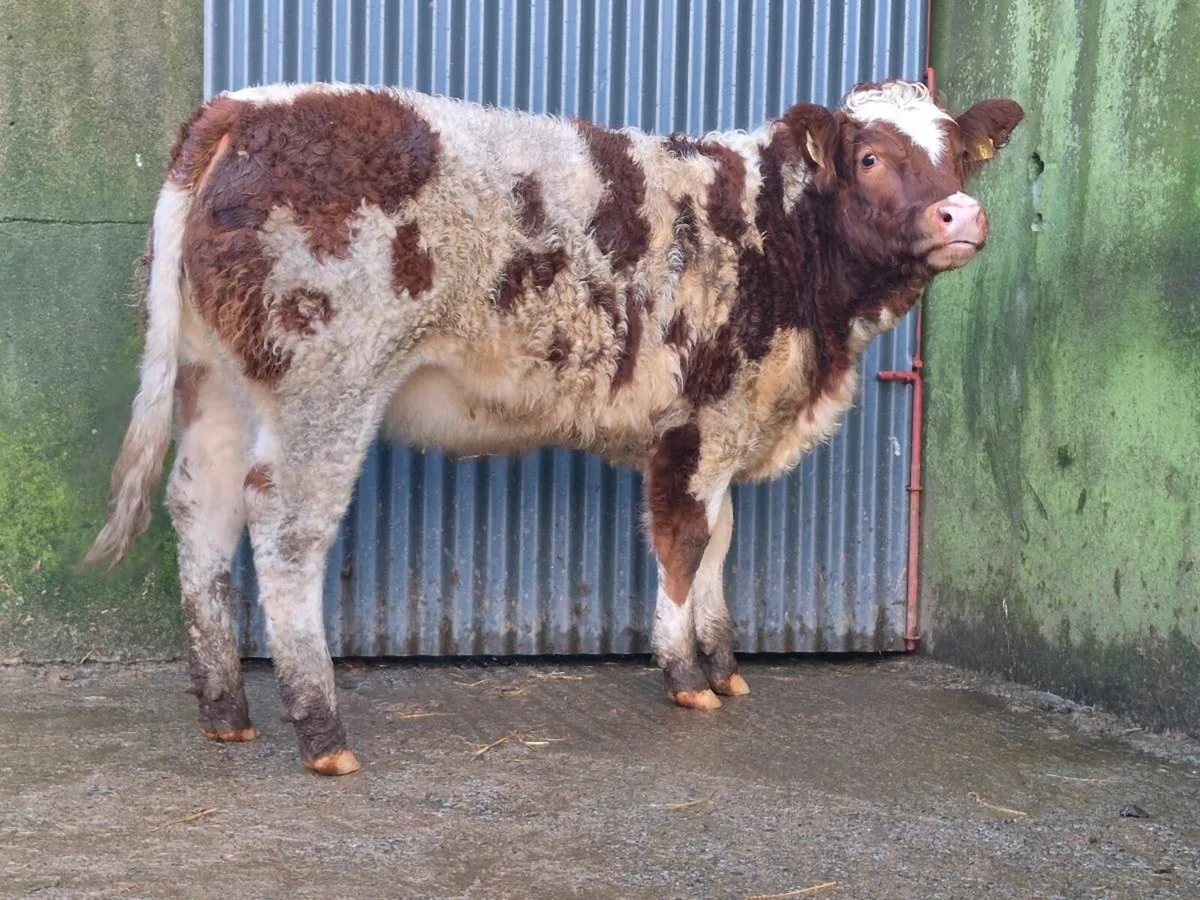 🌟 Super Coloured Heifer 🌟 - Image 3