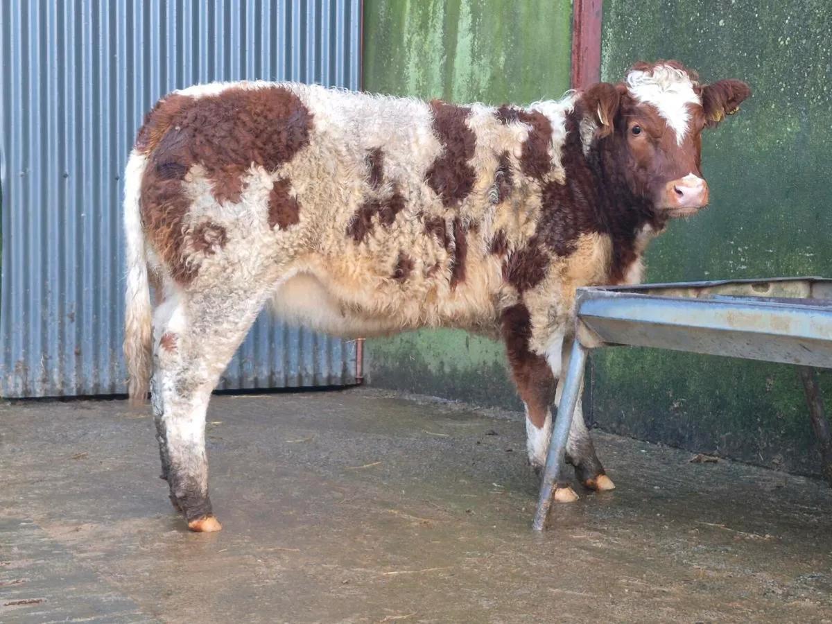 🌟 Super Coloured Heifer 🌟 - Image 4