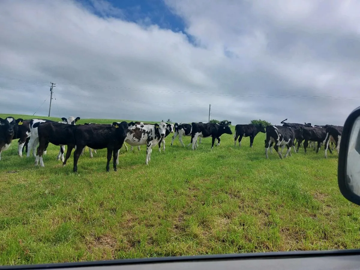 High ebi dairy Fresian heifers - Image 1
