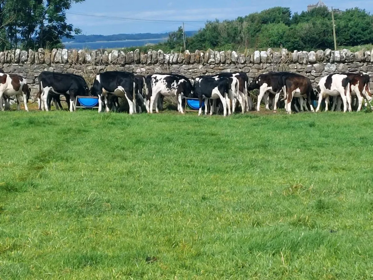 High ebi dairy Fresian heifers - Image 2