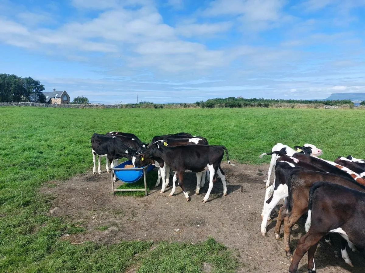 High ebi dairy Fresian heifers - Image 3