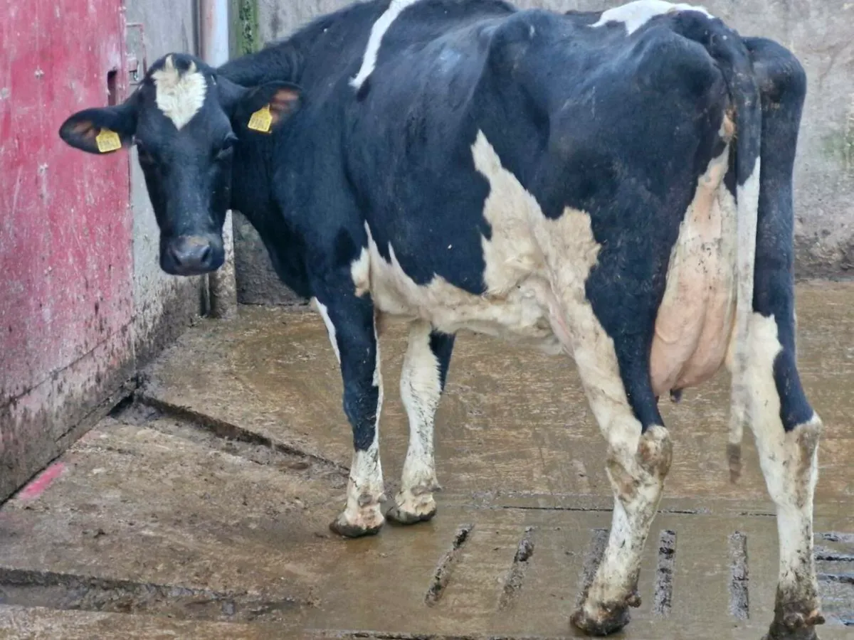 Freshly calved cow - Image 2