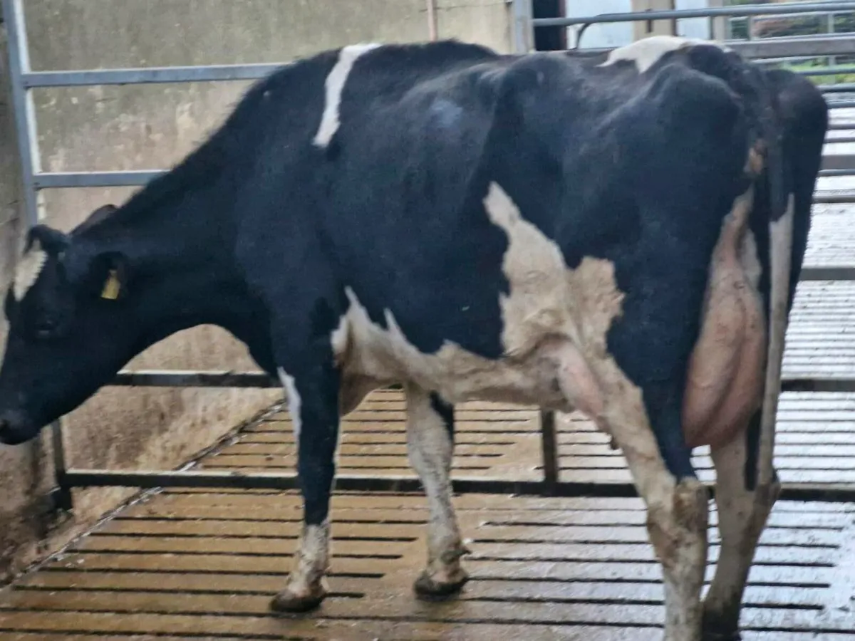 Freshly calved cow - Image 3