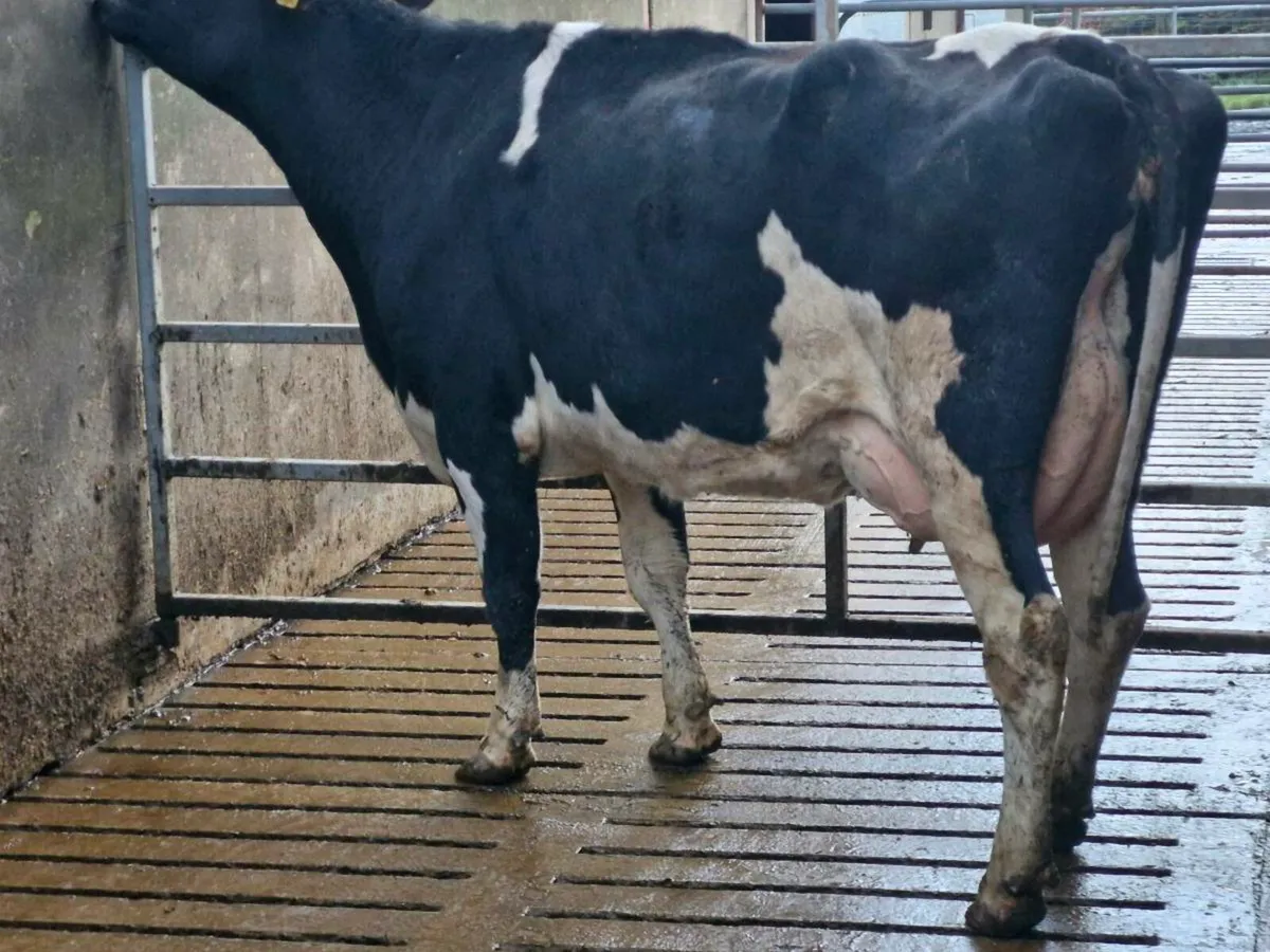 Freshly calved cow - Image 4