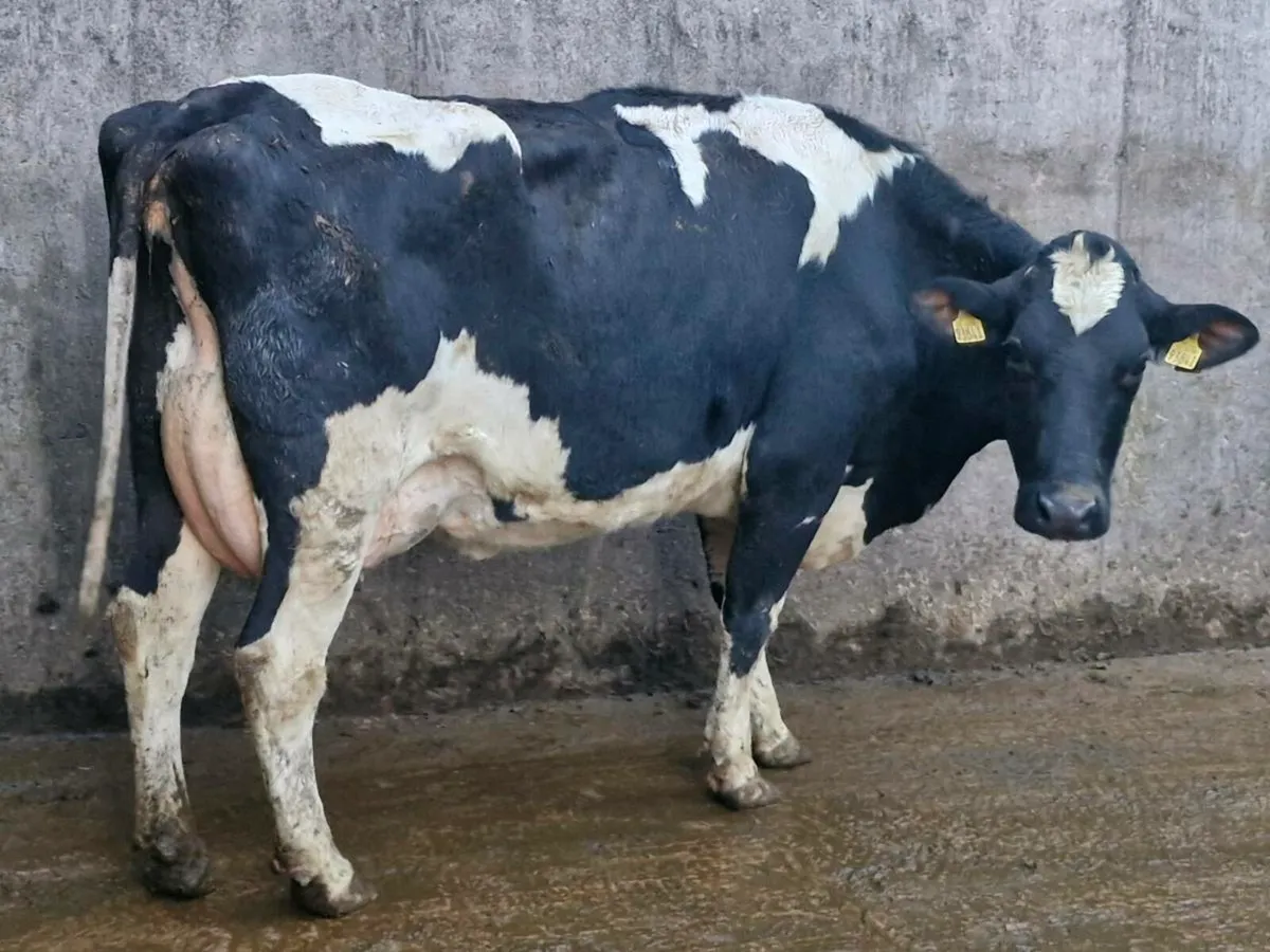 Freshly calved cow - Image 1