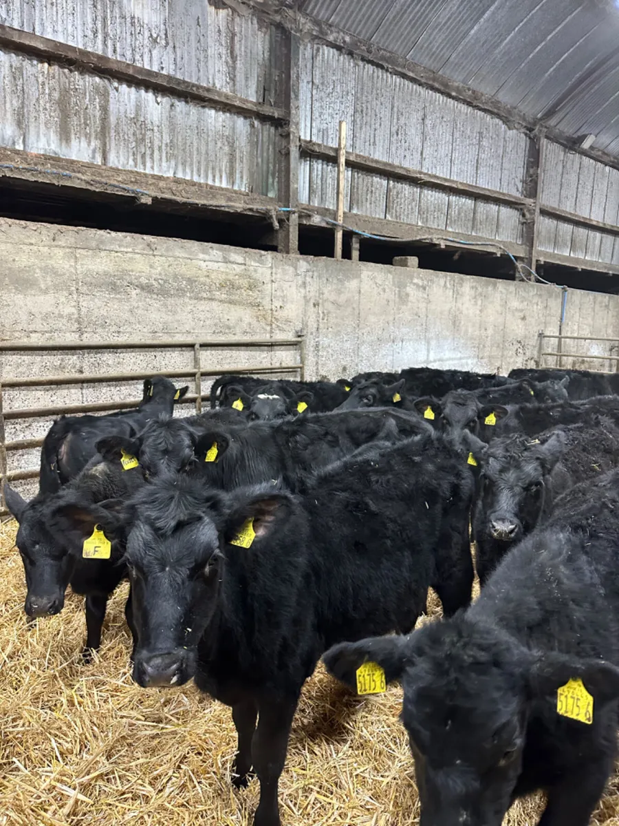 Angus heifers - Image 1