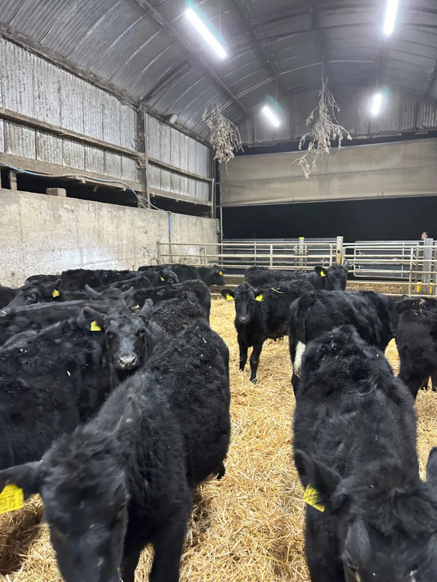 Angus heifers - Image 3