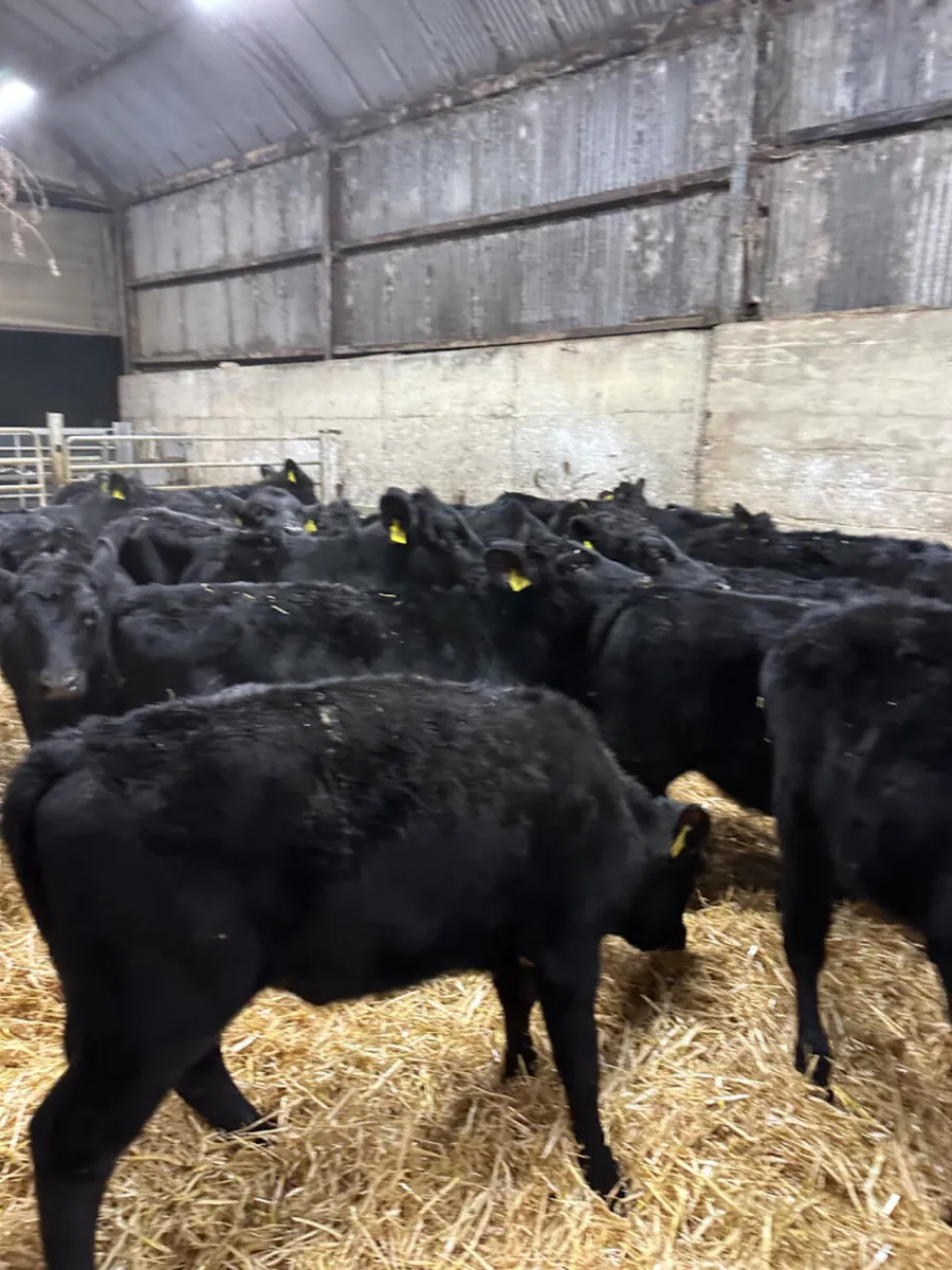 Angus heifers - Image 4