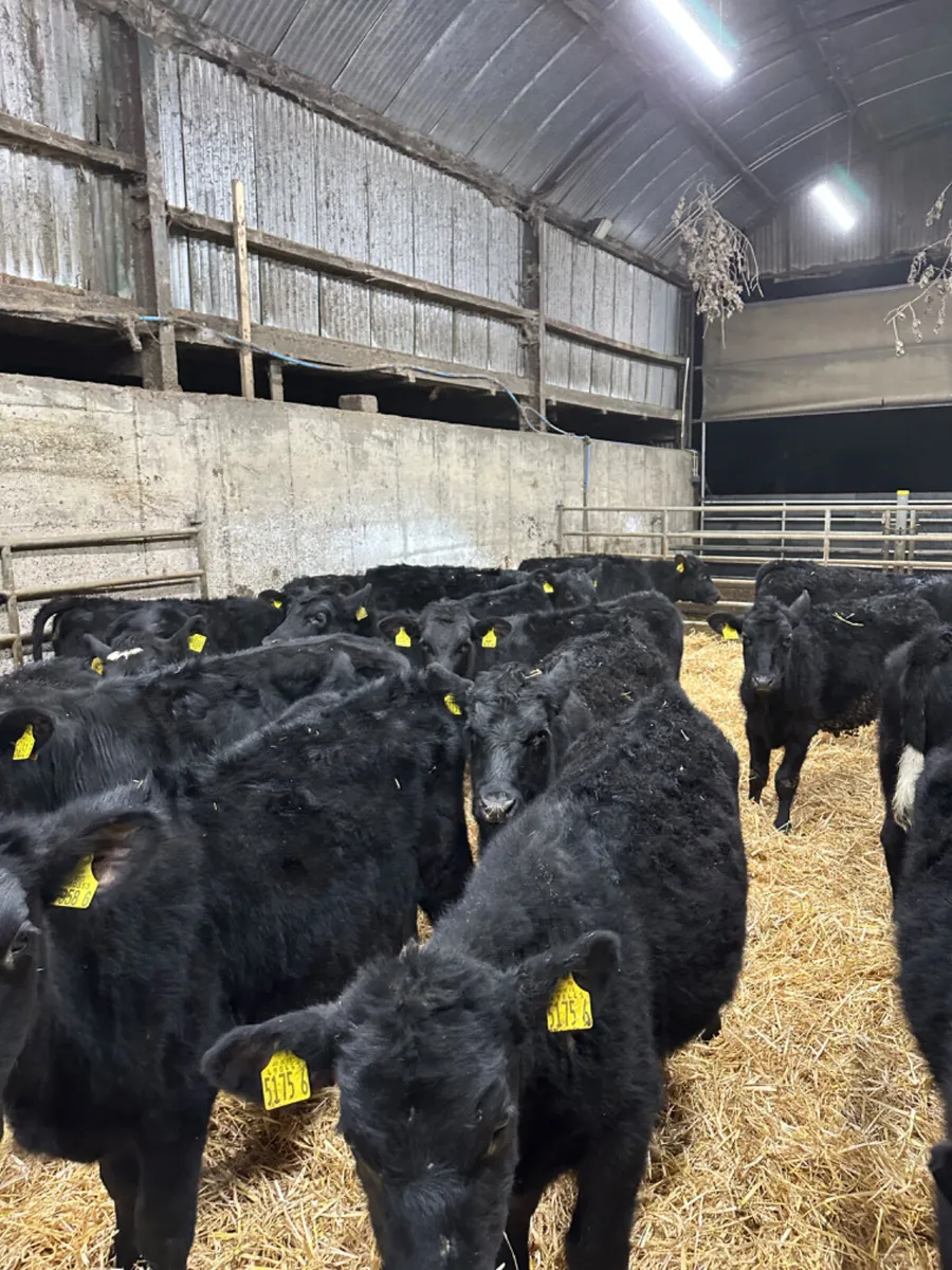 Angus heifers - Image 2