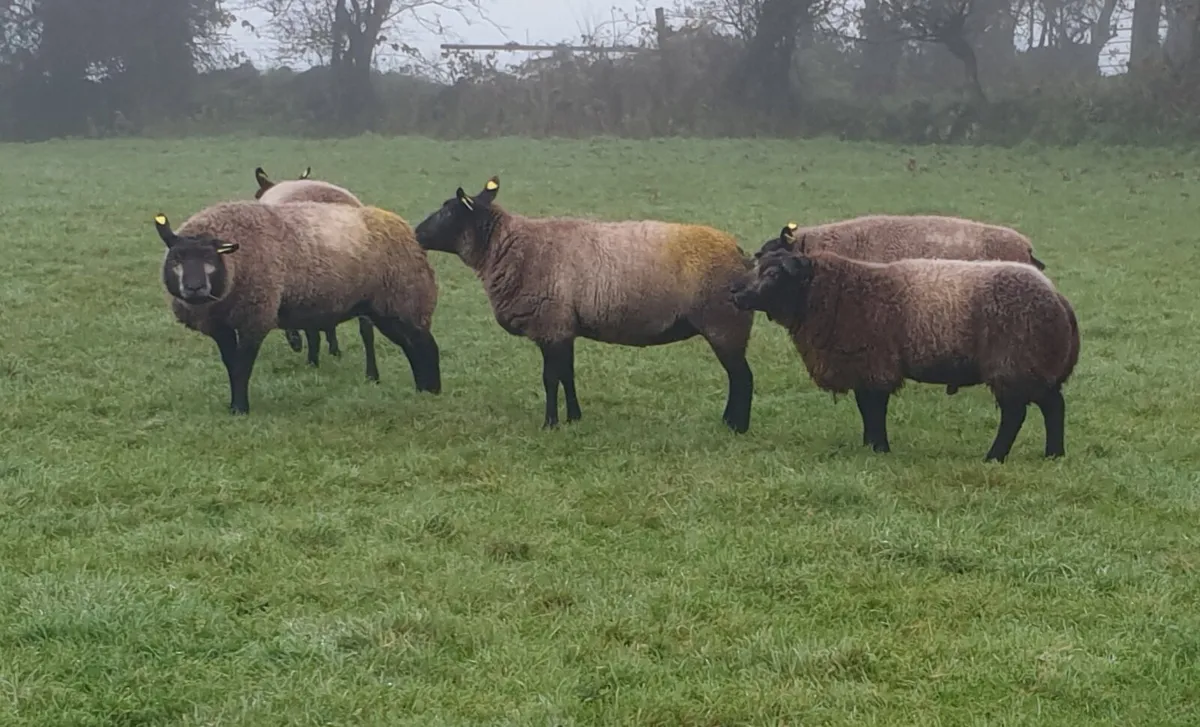 Blue texel - Image 1