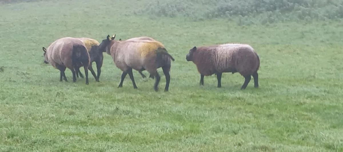 Blue texel - Image 2