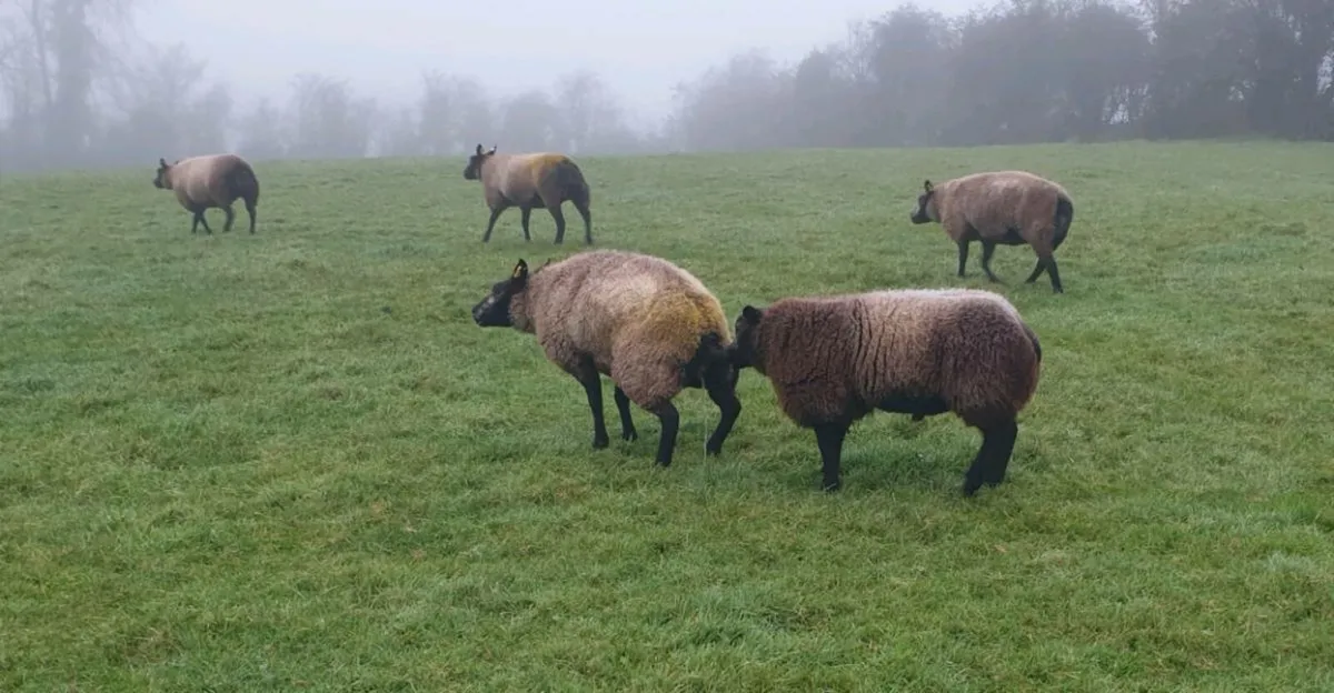 Blue texel - Image 3