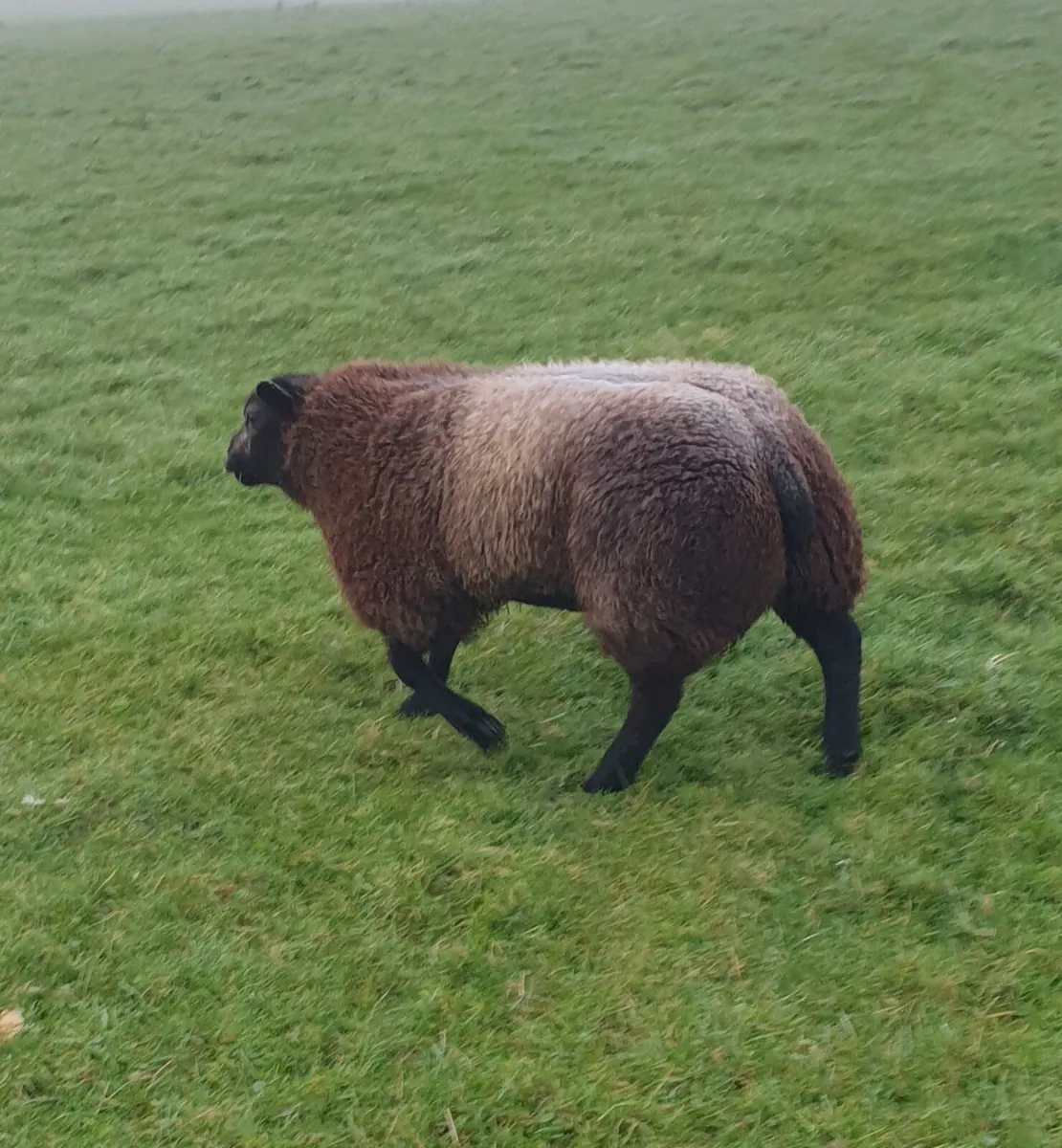 Blue texel - Image 4