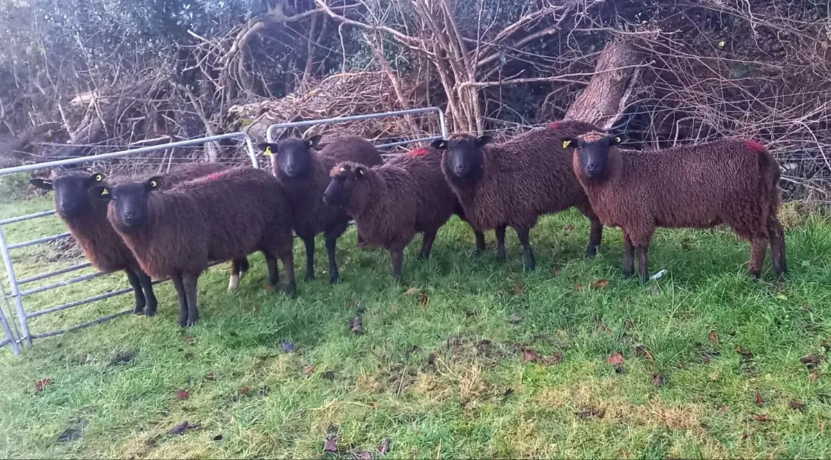 ZWARBLE EWE  LAMBS  LOWLAND