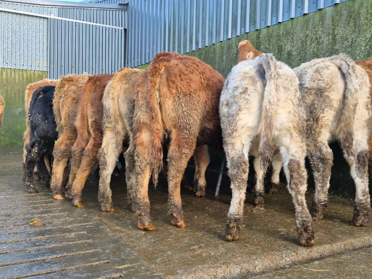 20 Super Heifer Weanlings - Image 1