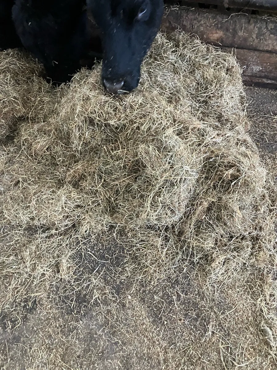 Haylage/Silage - Image 2