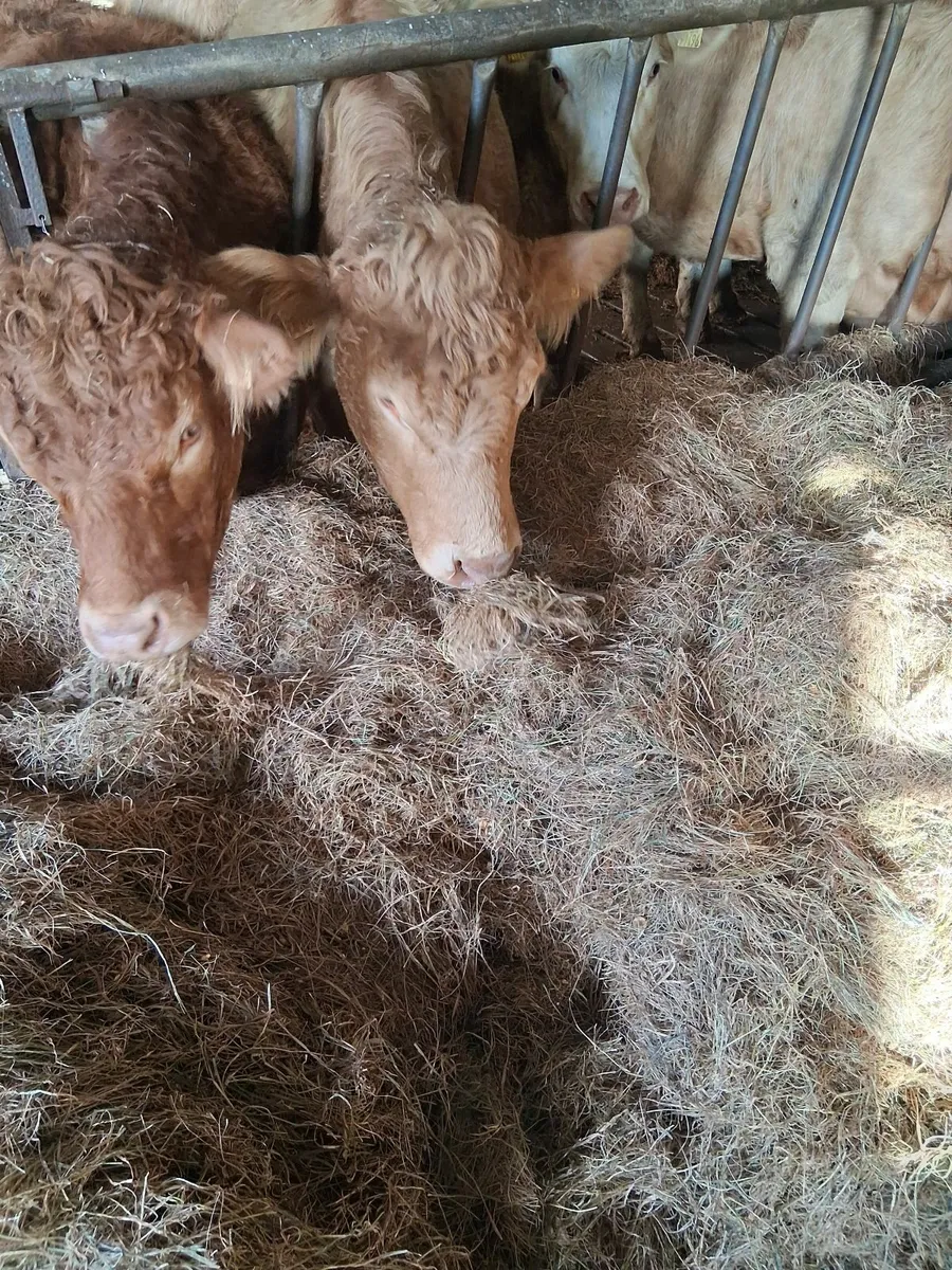 Hay, Haylage - Image 4