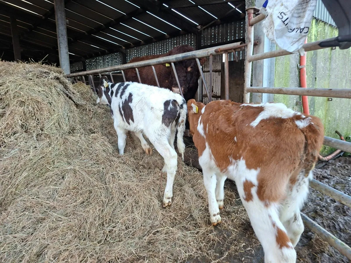 British Friesan Bull Calves - Image 2