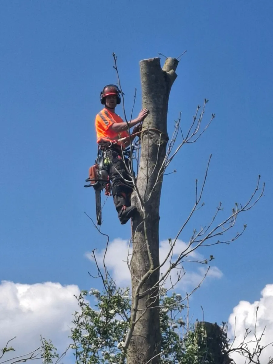 Tree care Services - Image 1