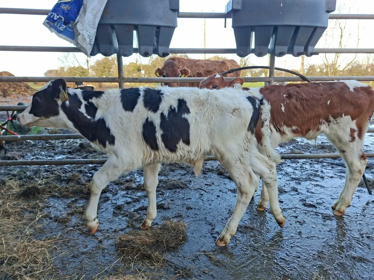 British Friesan Bull Calves - Image 3