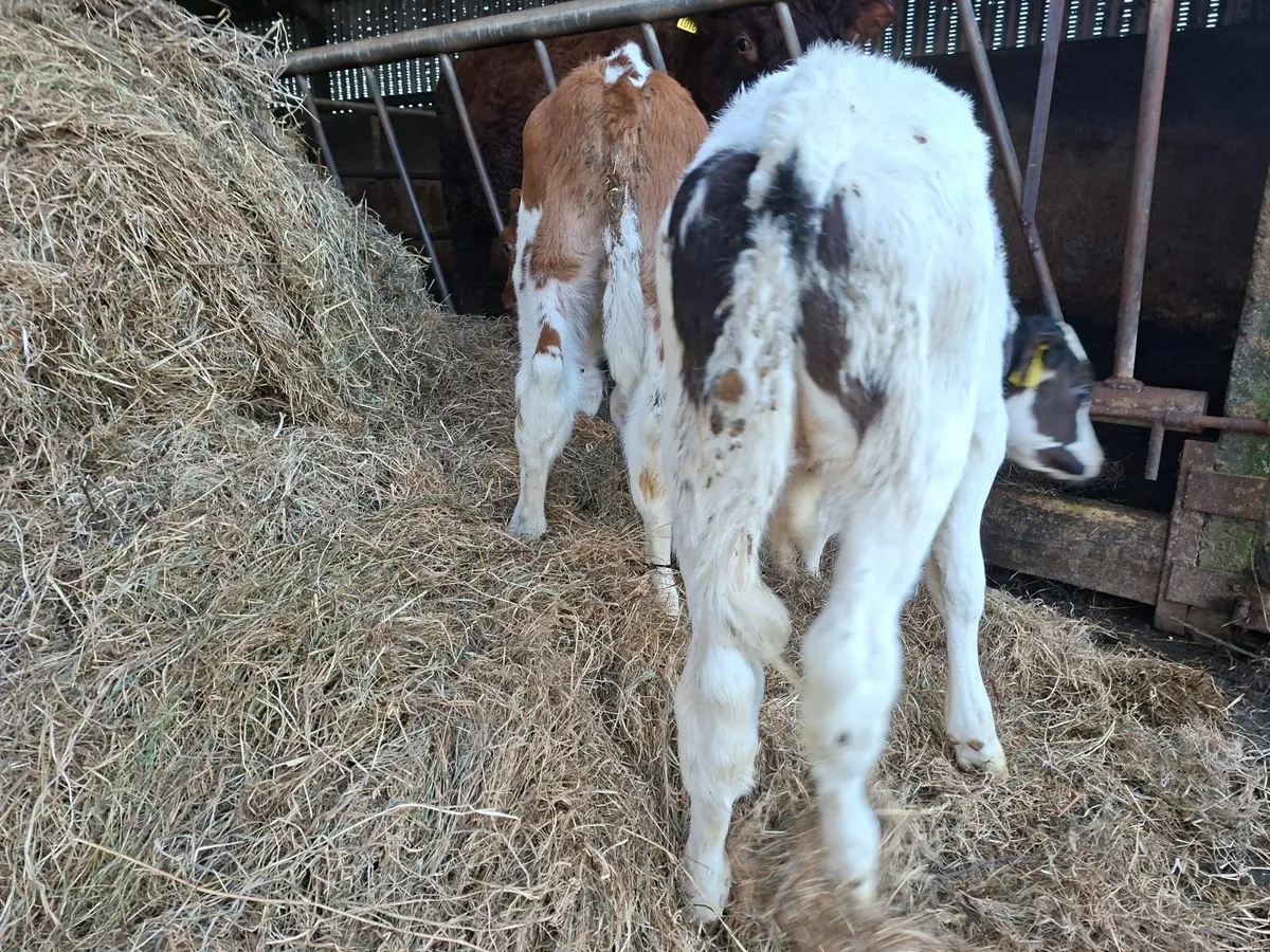 British Friesan Bull Calves - Image 1