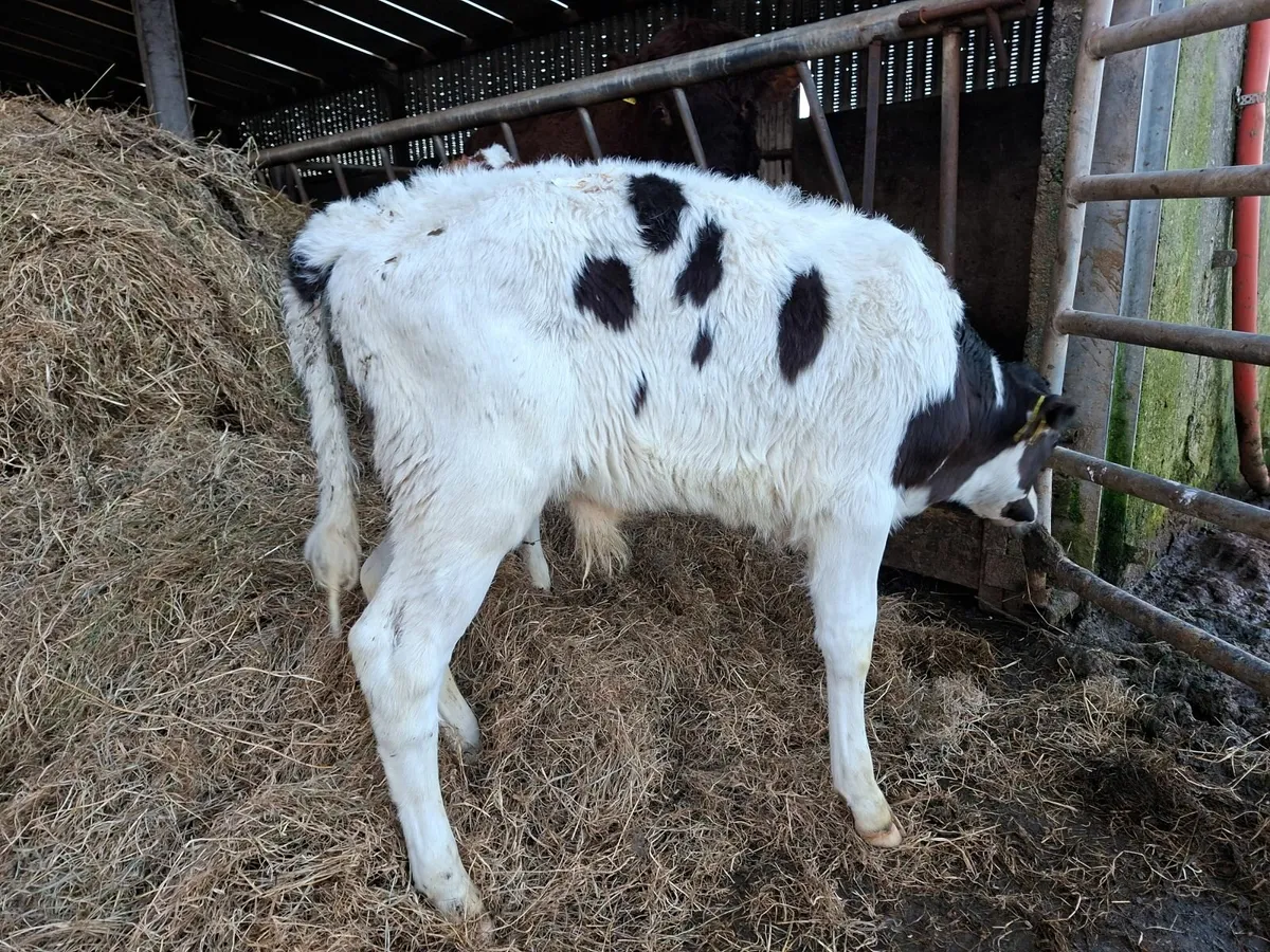 British Friesan Bull Calves - Image 4