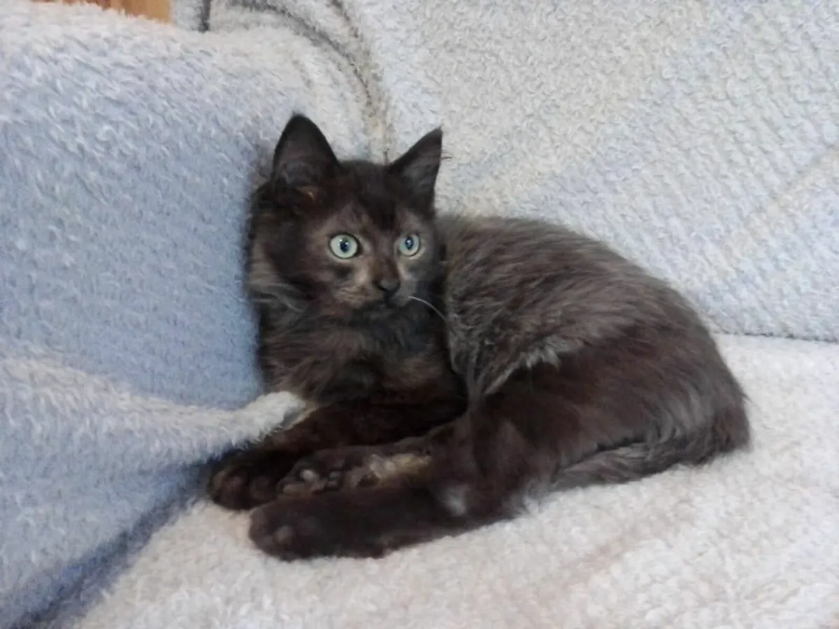 Ragcoon kittens x 2 ❤️ - Image 2