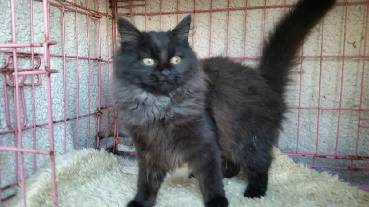 Ragcoon kittens x 2 ❤️ - Image 1